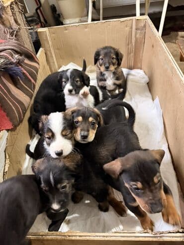 cetka za pomeranca: Štenci mešanci – više štenaca različitih boja i šara Opis: - Leglo — 1