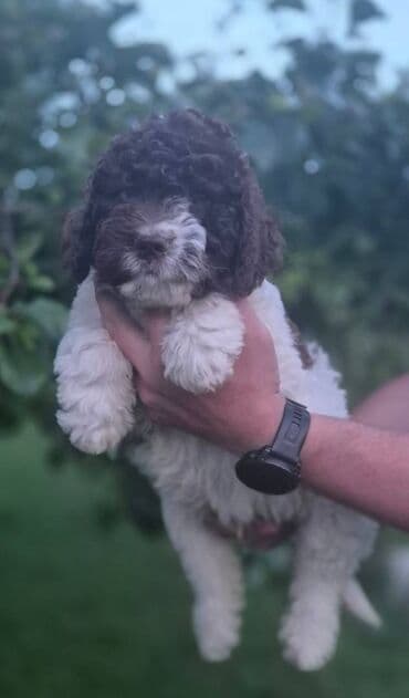 psi za tartufe prodaja: Stenci lagotto romagnolo Stenci lagotto romagnolo Stenci stari 3 — 2