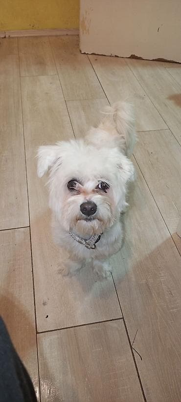 pas pomeranac slike: Mali pas rase tipa maltez (beli), teška 3 kg ne raste više ima god — 6