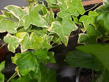 sobna vrata jagodina: Zamija, velika biljka, 80 centimetara visina sa prve slike je 2000 — 4