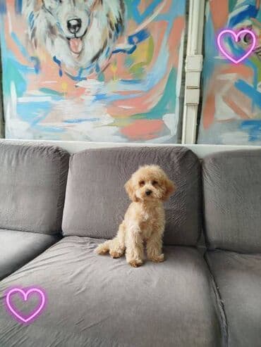 doga: Patuljasta pudla štenci Štenci patuljaste pudle stari 4 meseca na — 14