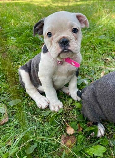 francuski buldog plavi cena: Odgajivacnica pasa "Happy Puppies" ima u ponudi prelepe stence — 5