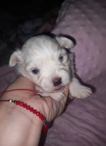 oglasi psi: Malo belo štene – rase maltezer/pudl tip (toy veličina) - Starost — 3