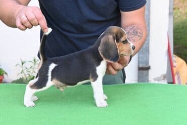 toy pudla novi sad: NEO'S STYLE KENNEL FCI 8177 Naša odgajivačnica objavljuje novo leglo U — 5