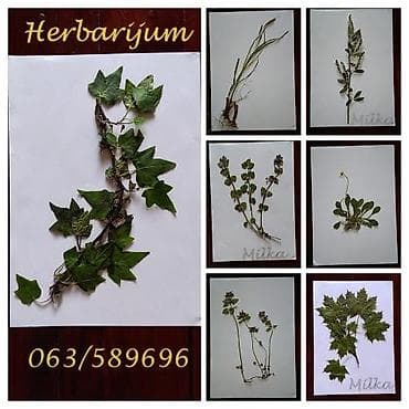 batajnica slike: Herbarijumi-NOVO Ispresovane nove nekorištene determinisane biljke za — 3