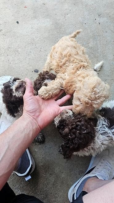lagoto romanjolo za stan: Lagotto Romagnolo štenci Dostupni štenci Lagoto Romanjolo od roditelja — 5
