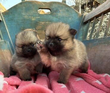 najlepsi crtezi za decu: Prelepi pomeranci– štenci mini tipa Iz nase odgajivacnice fci ! - — 3