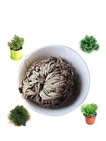 pustinjska ruza sadnice prodaja: Jerihonska ruža Cena:900din Ako ružu iz Jerihona stavite u običnu — 3