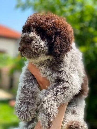 cockapoo psi: Lagoto Romanjolo štenci Dostupno novo leglo pasa rase LAGOTTO — 3