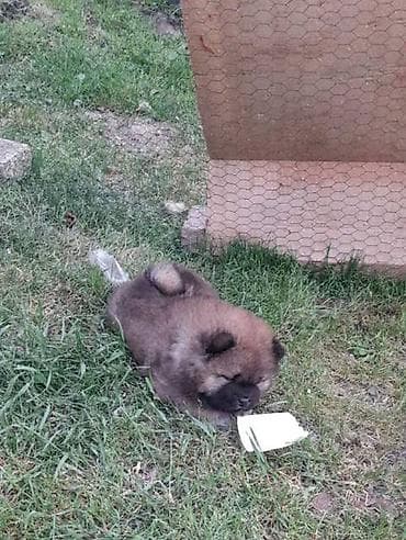 mali psi za stan na poklon: Chow Chow štenci Štenci Čau-Čau izložbenog potencijala sa rodovnikom — 9