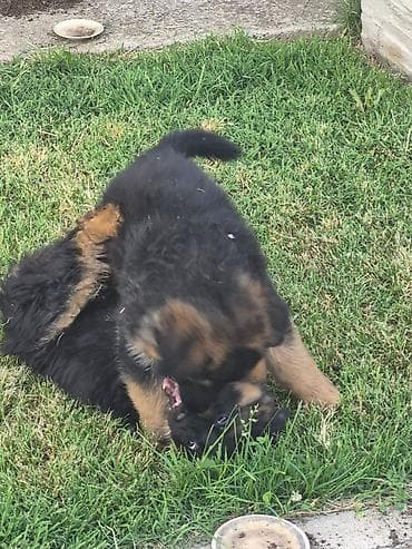 dog: Na prodaju još 2 zenke iz legla dugodlakog nemačkog ovcara. Štenci su — 6