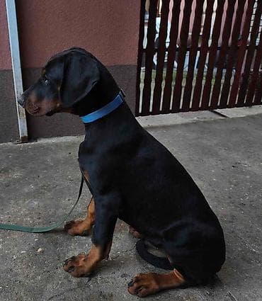 psi novi sad: Doberman muško štene, oštenjen 28.10.2025. Primio sve potrebne — 5