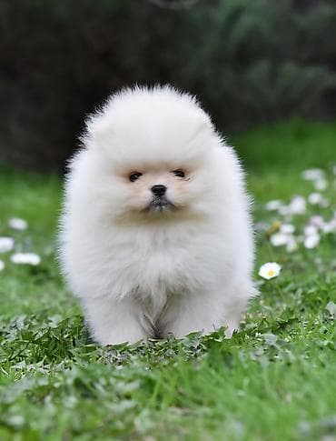 chow chow psi: Pomeranac Boo. Stenci pomeranca vrhunskog porekla, kratkih — 8