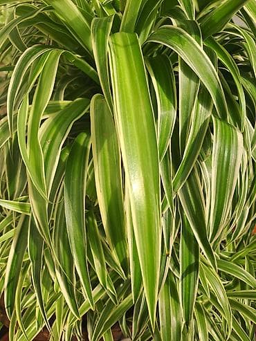 metraza svila: Chlorophytum, velika biljka sa prve slike je 500, sa druge, trece i — 8