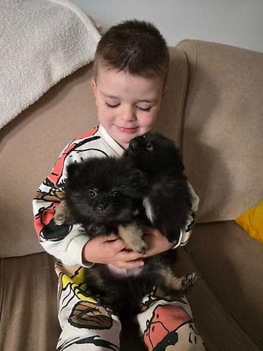 stafordi na poklon: Na prodaju preslatki pomeranci U naš dom su sasvim spontano stigle — 3