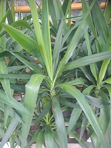 forma ideale spavace sobe akcije: Yucca, Drvo Života, 140 centimetara visina, dva stabla iz saksije sa — 1