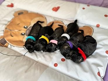 stene kane korso: Patuljasti Snaucer Biber so boja 5 zenki 1 muzjak Stenad su iz — 5