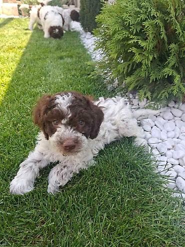 pudle toy cena: Lagotto Romagnolo – rezervacija stenaca Dostupno novo leglo pasa rase — 3