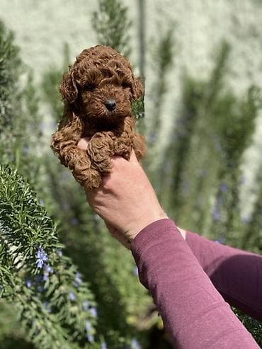 Dogs: Registrovana odgaivačnica ima u ponudi štenci toy i patuljaste pudle — 1