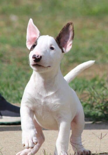 francuski pit bul: Na prodaju prelepi štenci mini bul terijera, stari 2 meseca. Štenci su — 1