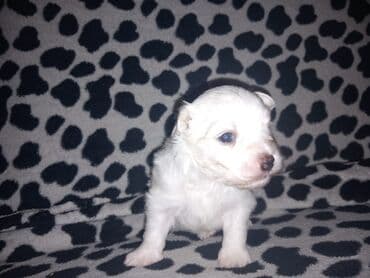 Malo belo štene – rase maltezer/pudl tip (toy veličina) - Starost — 6