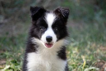 štenci šarplaninca na prodaju: Border Collie-Border koli štenad. Registrovana odgajivačnica FCI 8166 — 3