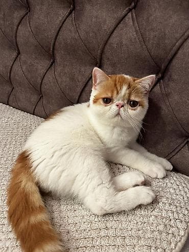 drvo maca: Na prodaju egzotični kratkodlaki mačići (Exotic Shorthair) — 2