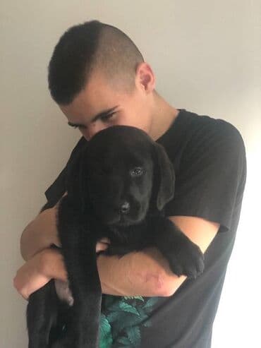 Životinje: Labrador štenci na prodaju u žutoj i crnoj boji, oba pola u ponudi — 2