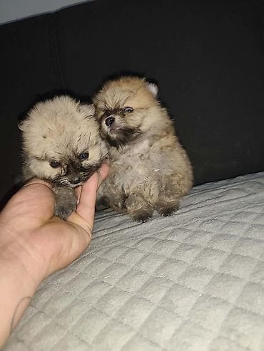 maltezer mali psi za stan na poklon: Feneklisani štenad malog/spic tipa (pomeranski/mini špic izgled) - — 3