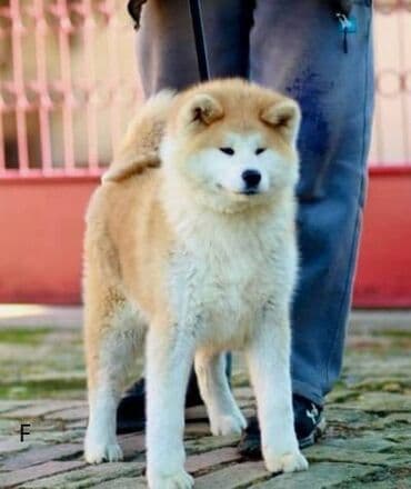 psi pomeranci na poklon: Akita Inu Registrovana odgajivačnica SAIKO NO INU KENNEL prodaje — 5