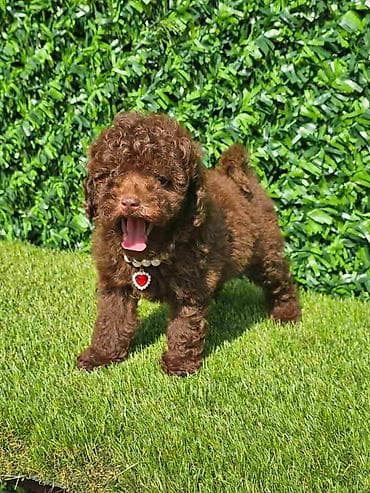 labrador retriver cena: Cokoladne toy pudle spremne za preuzimanje sva prateca dukomentacija — 8