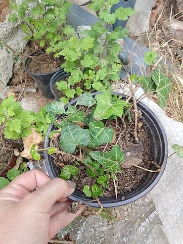 Zimzeleni bršljan (Hedera helix) u saksiji - Vrsta