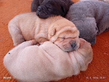 kupujemprodajem kavezi za pse: Štene Shar Pei – leglo - Rasa: kineski Shar Pei (čistokrvni izgled — 4