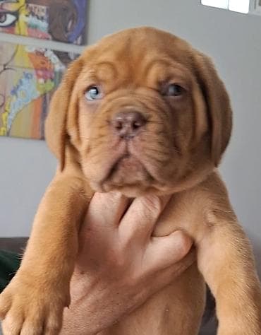 psi smederevska palanka: Prodaju se vrhunski stenci bordoške doge. U leglu su 4 mužjaka i 4 — 2