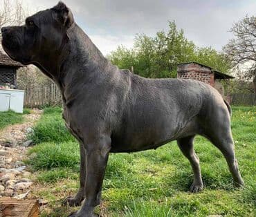 Psi: Prodajemo štence CANE CORSO vhunskog izložbenog kvaliteta sa — 22
