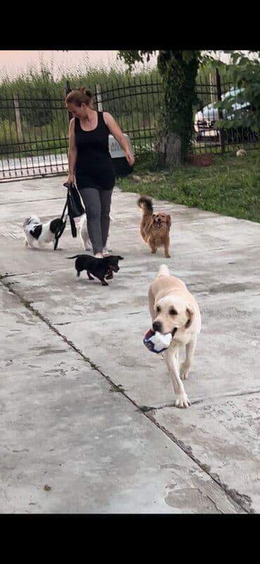 Sweatpants: Hotel za pse Ideal Da li planirate putovanje, posao ili odmor, a ne — 5