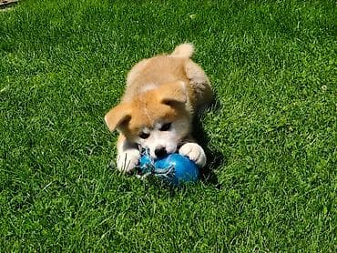 stenci na poklon nis: Japanska Akita (Akita Inu) stenci spremni za preuzimanje, vakcinisani — 9