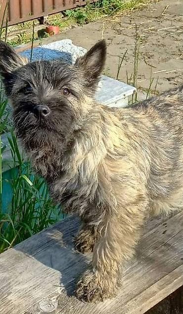 velika pudla stenci: Kern terijer štenci NOVO! Na prodaju štenad vrlo retke i umiljate rase — 2