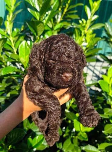 Psi: Lagotto Romagnolo štenci Odgajivačnica "Bellgotto" 7522 sa — 5