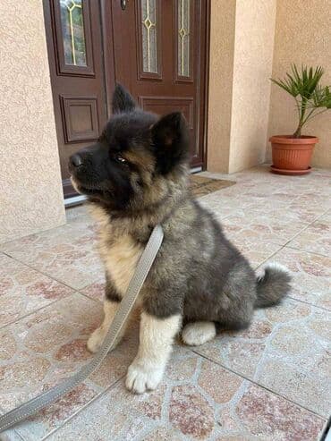 american bully psi: Američka Akita Na prodaju štenci Američke Akite 5 ženki i 3 — 4