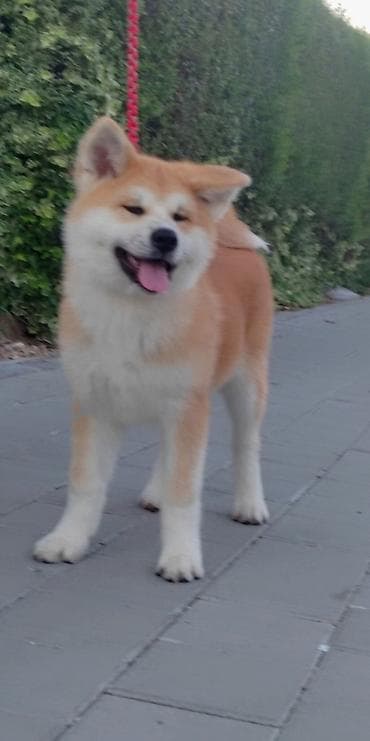 maltezer cena srbija: AKITA INU – VRHUNSKO FCI LEGLO | KUMA KAI KENNELS Odgajivačnica Kuma — 3
