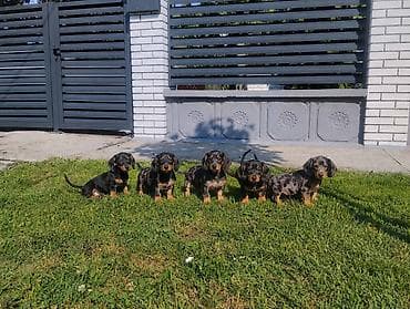 psi na poklon valjevo: Štenci jazavicara na prodaju. Ostenjeni 04.05.2026. Primili prvu — 2
