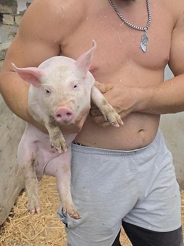 koke domace prodaja: Prasići (bele/jorkšir tip), iz domaćeg tova. - Starost: mladi prasići — 3