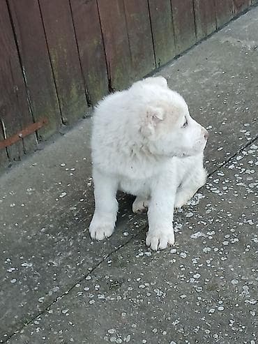 psi poklanjam: Na prodaju ženka azijata (srednjeaziski ovčar) Stara mesec ipo dana — 7