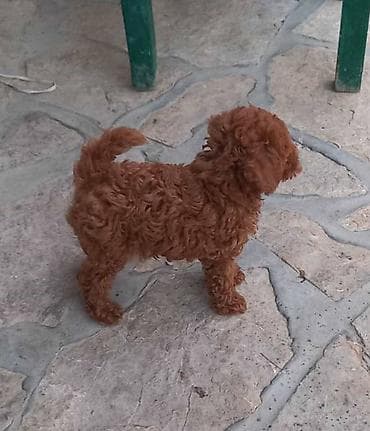 toy pudla apricot: Crvena toy pudlica, žensko štene – staro 2,5 meseci.Profesionalno — 4