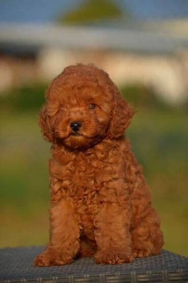 Pets & Animals: Toy pudle Odgajivacnica "Team AS Trajkovic" u ponudi ima prelepe toy — 11