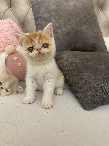 psići na poklon: Na prodaju mačići persijske egzotične (Exotic Shorthair) rase. Vrlo — 4