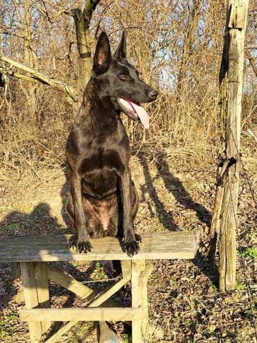 Životinje: Na prodaju prelepi štenci Holandskog ovčara, oštenjeni 31.07.2024.god — 9