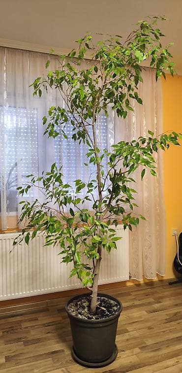 prodaja drva borca: Veliki sobni fikus benjamin (Ficus benjamina) u saksiji. - Visina — 2