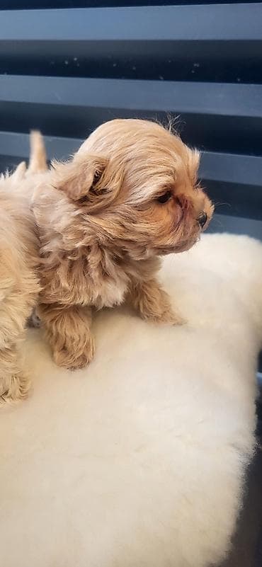 mini maltezer štenci: Maltipoo stenci ostenjeni 05.01.2026. Majka mini maltezer a otac — 4